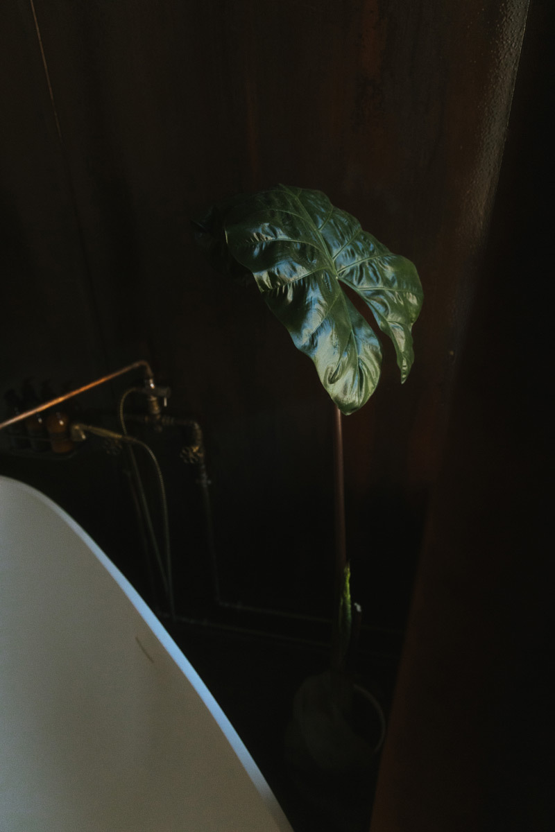 A big leave of a plant next to a big bathtub